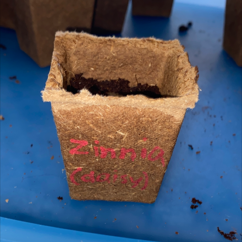 💧 Why Are My Common Zinnia Leaves Droopy?