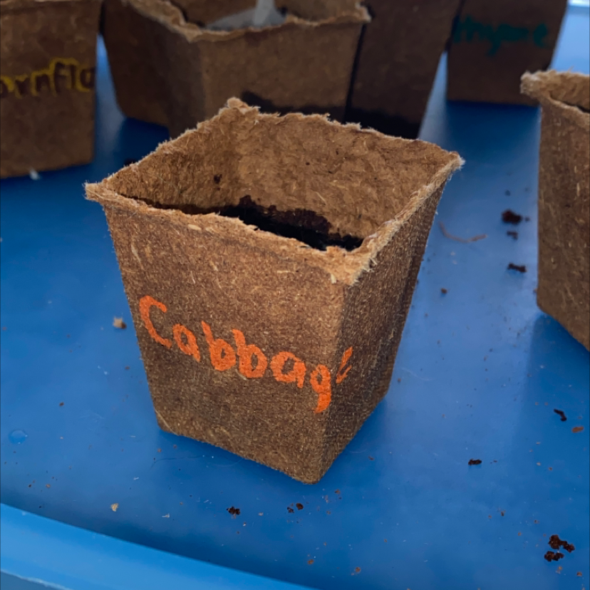 Why Are My Wild Cabbage Leaves Droopy?
