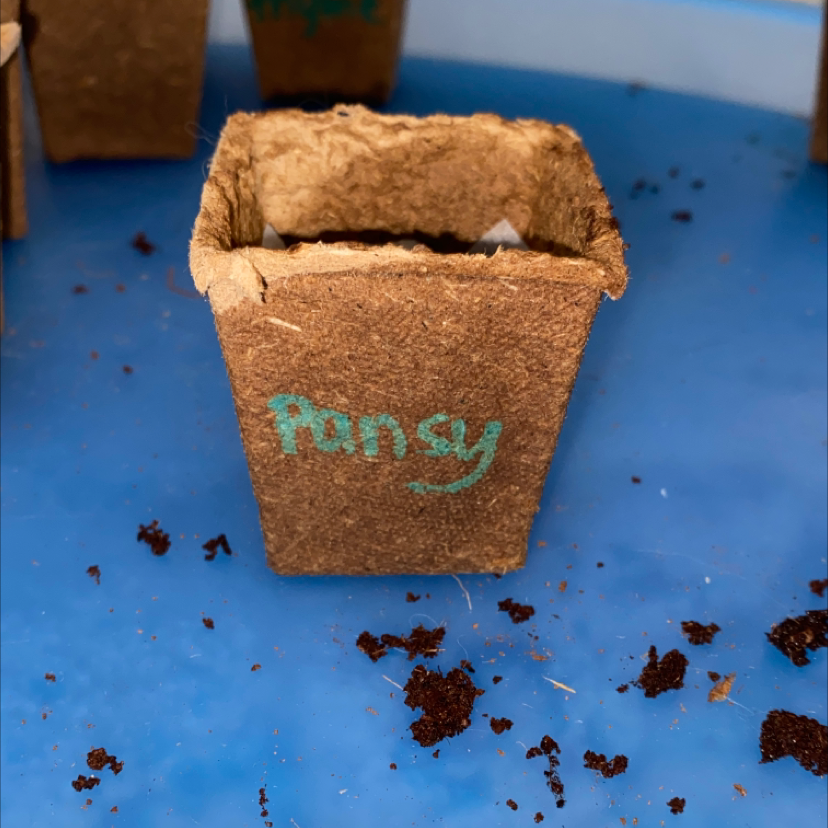 Biodegradable pot labeled 'Pansy' on a blue surface with scattered soil.