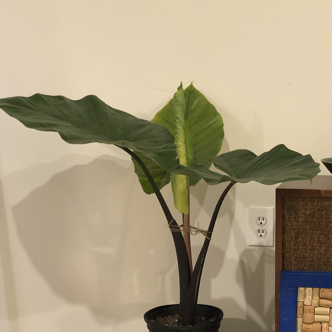 Arrowleaf Elephant Ear plant with one yellowing leaf, potted indoors.