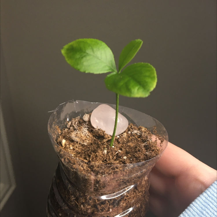 Young lemon plant with green leaves in a plastic container. Soil and a hand are visible.