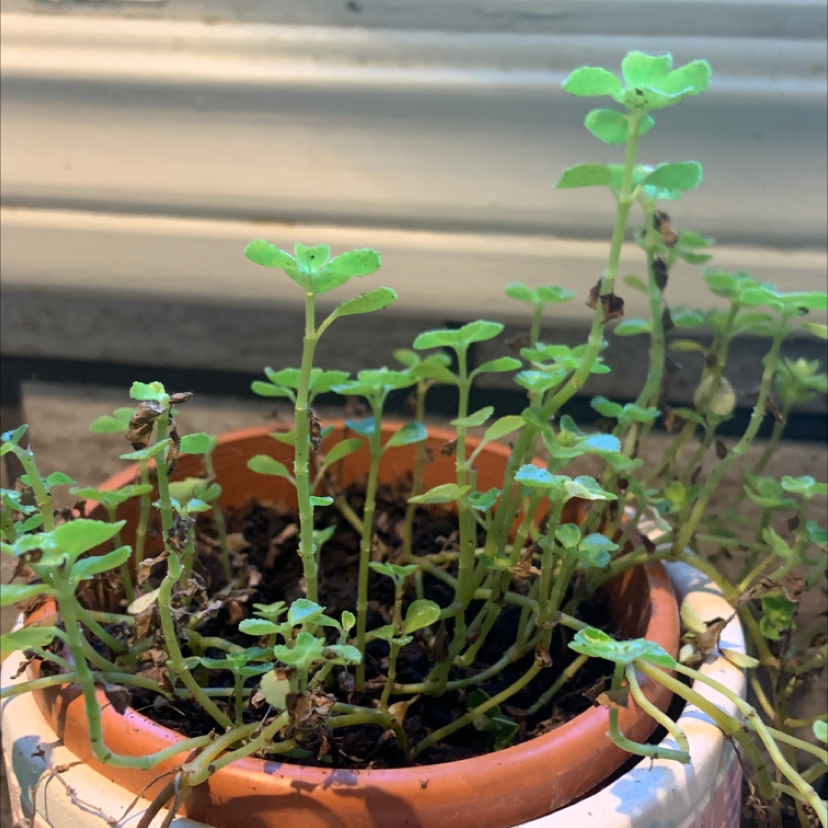 Potted Two-Row Stonecrop with green leaves and some browning stems.