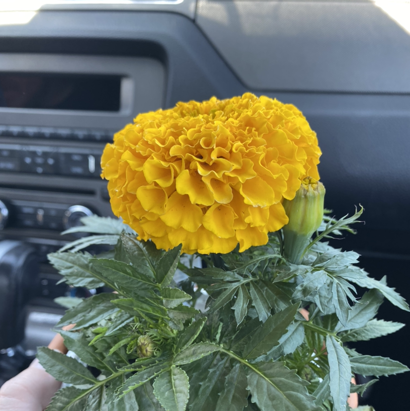 A healthy African Marigold with a bright yellow flower, held by a hand inside a vehicle.
