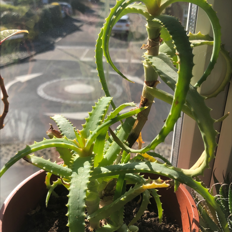 Candelabra Aloe plant in a pot near a window with some yellowing and browning leaves.