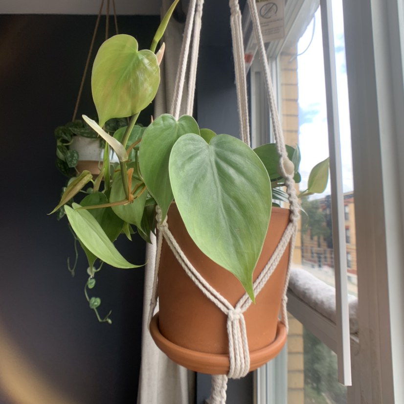 Healthy, vibrant green Heartleaf Philodendron hanging in macrame plant hanger in front of bright window.