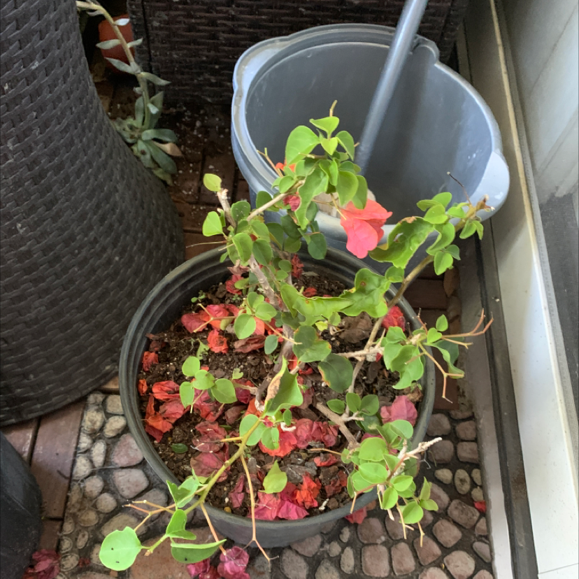 Bougainvillea plant in a pot with some flowers and fallen leaves.