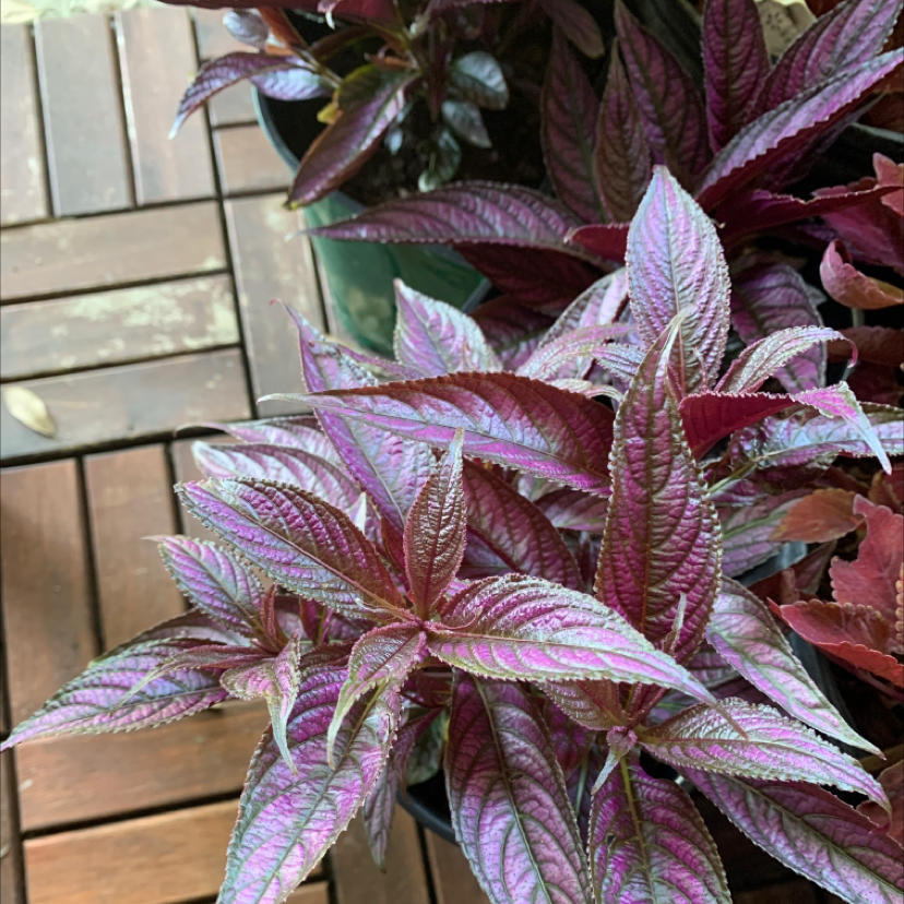New Guinea Impatiens with vibrant, variegated purple and green leaves.