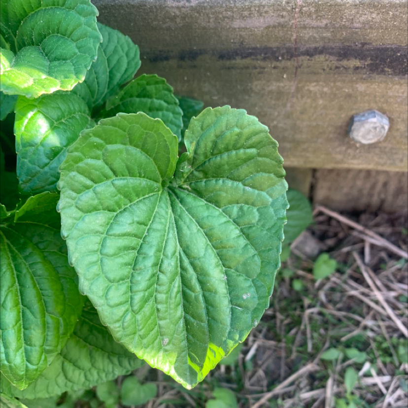 Why Are the Leaves on My Common Blue Violet Turning Yellow?