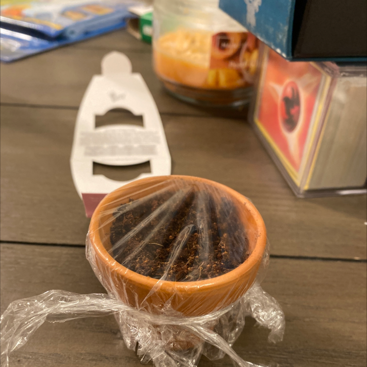 Small potted plant covered with plastic wrap, soil visible, indoor setting.