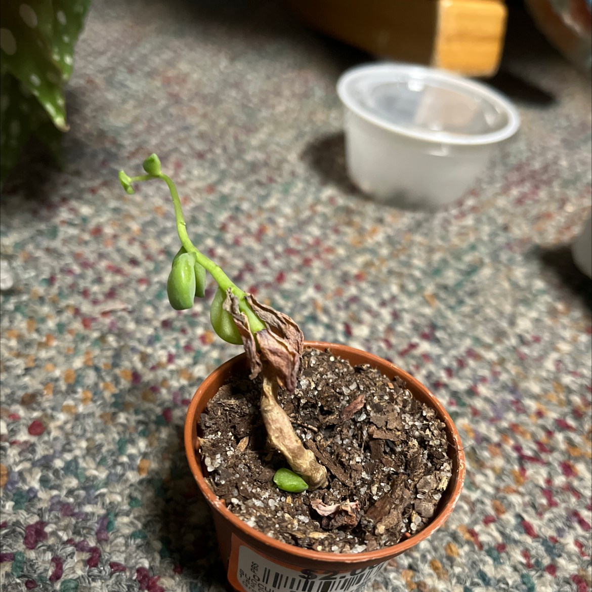 Healthy Senecio radicans succulent growing in a terracotta pot, with curved banana-shaped leaves trailing down from the soil.