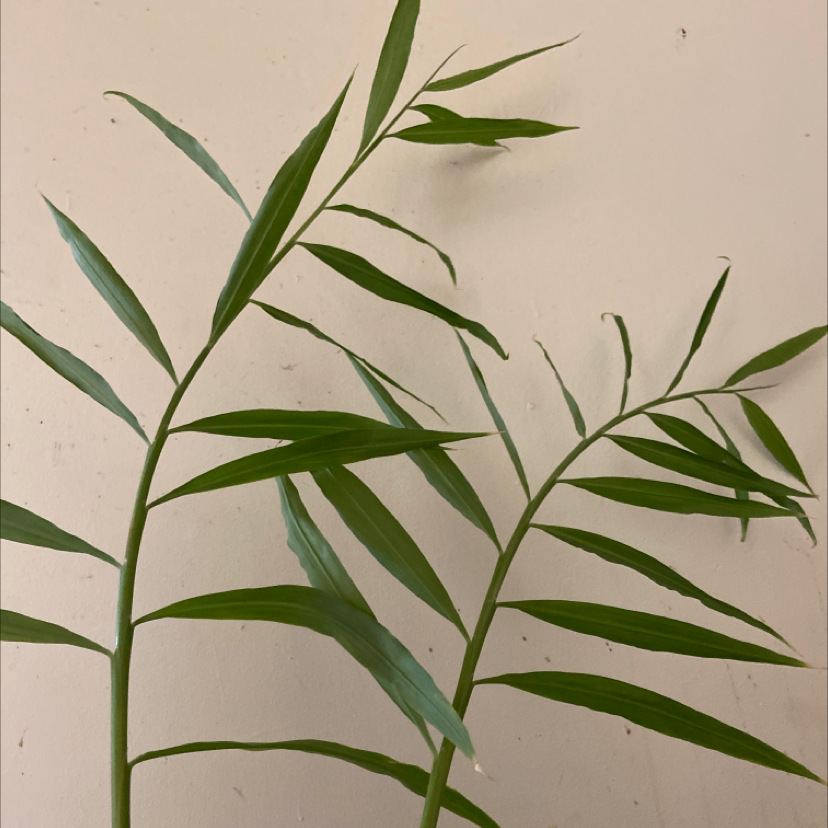 Healthy Bamboo Palm with slender green leaves against a plain background.