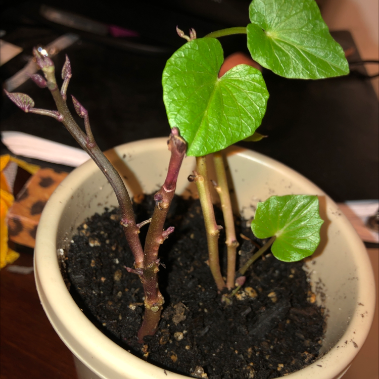 Healthy sweet potato vine plant with vibrant green heart-shaped leaves and reddish-purple stems, growing in a white ceramic pot.