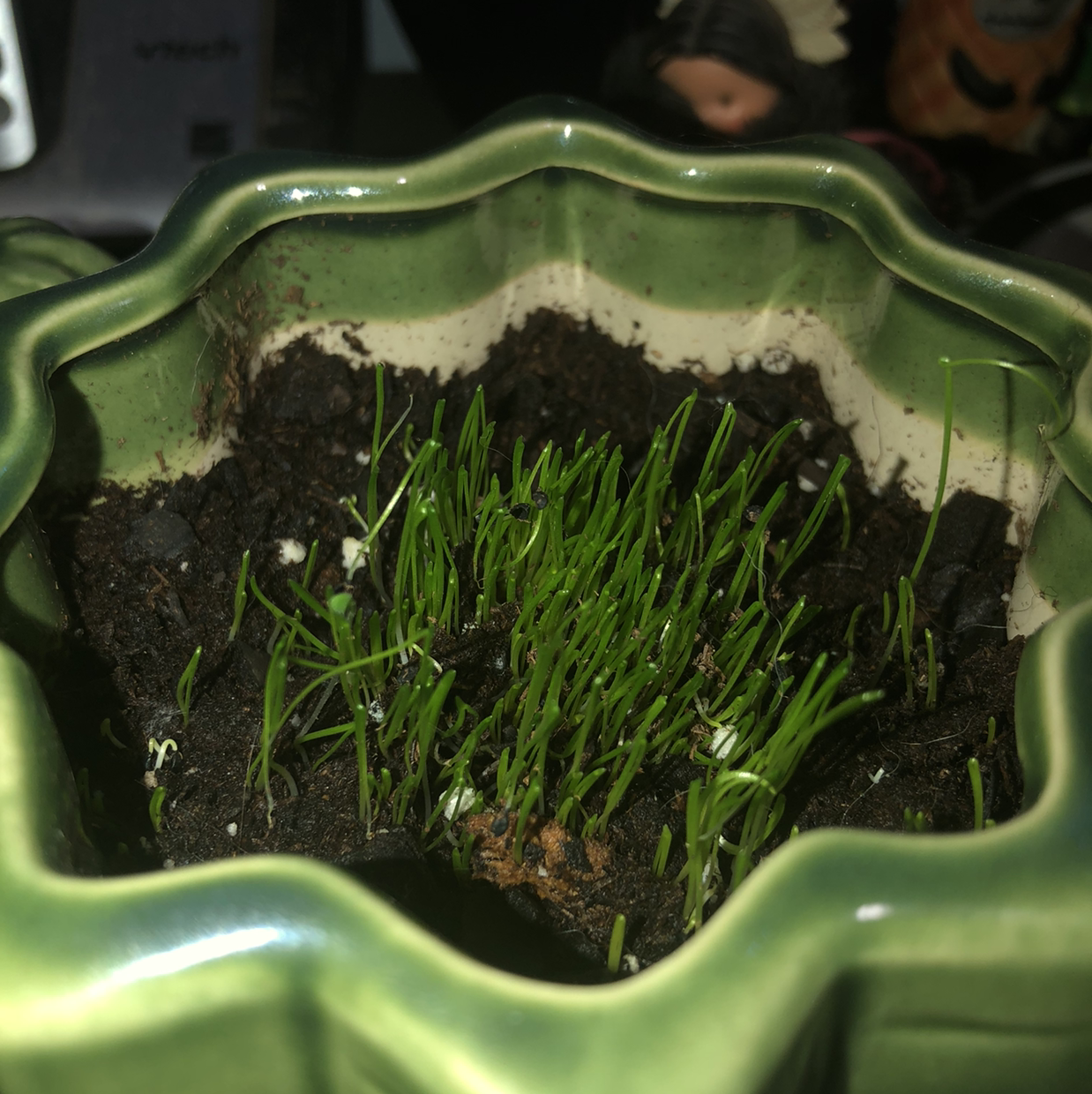 Potted Wild Chives with green shoots in a decorative green pot.