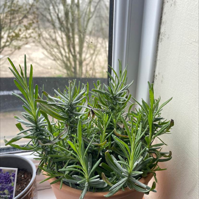 Potted lavender plant on a windowsill with green leaves, no visible flowers.