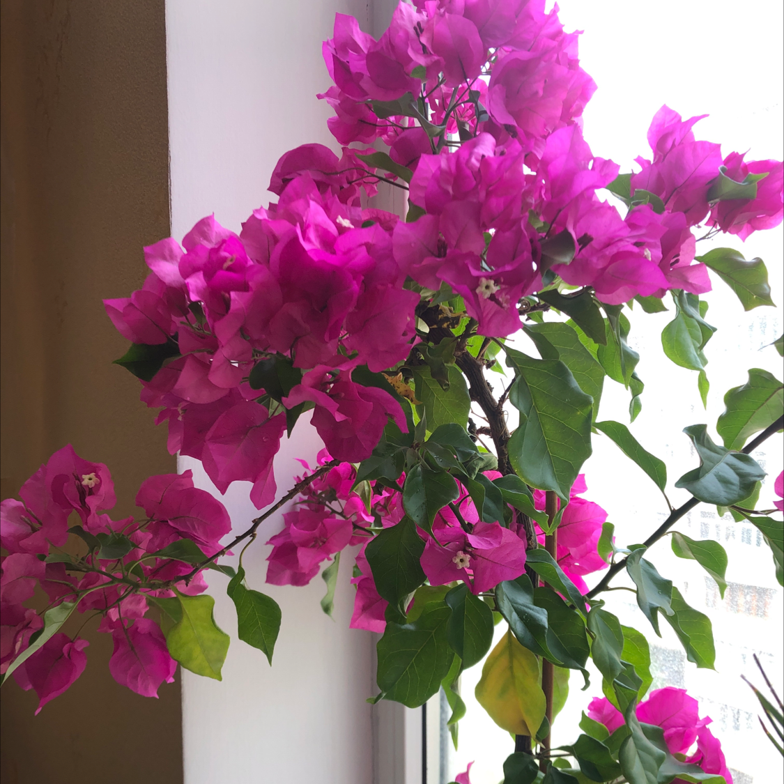 Lesser Bougainvillea plant with vibrant pink flowers and some yellowing leaves.