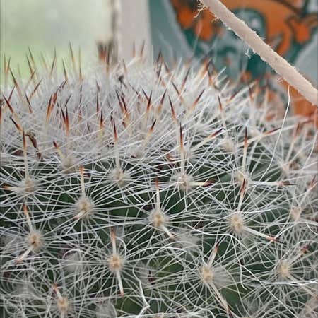 Photo of the plant species Mammillaria brachytrichion by Jessica named Osmo on Greg, the plant care app