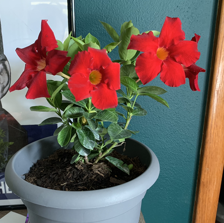 Brazilian Jasmine plant in a pot with vibrant red flowers and healthy green leaves.