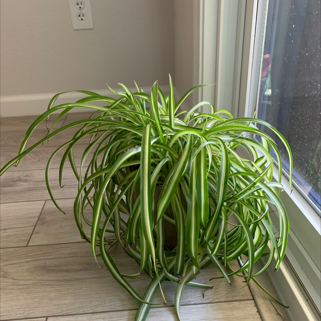 Healthy Curly Spider Plant indoors near a window with vibrant green leaves.
