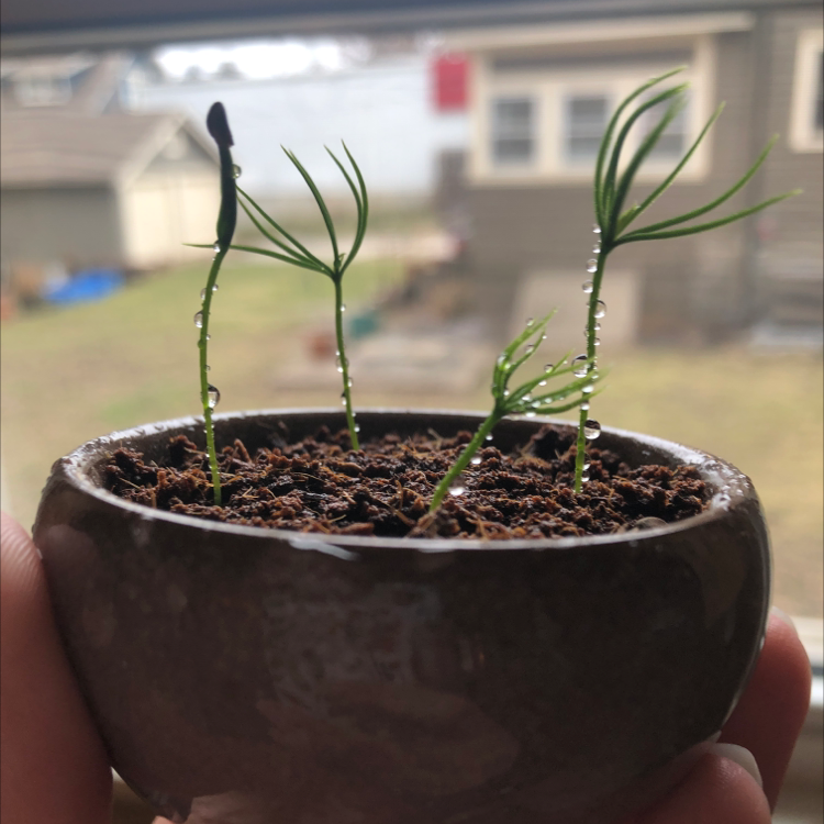 Young Norway Spruce seedlings in a small pot with moist soil, well-framed and in focus.