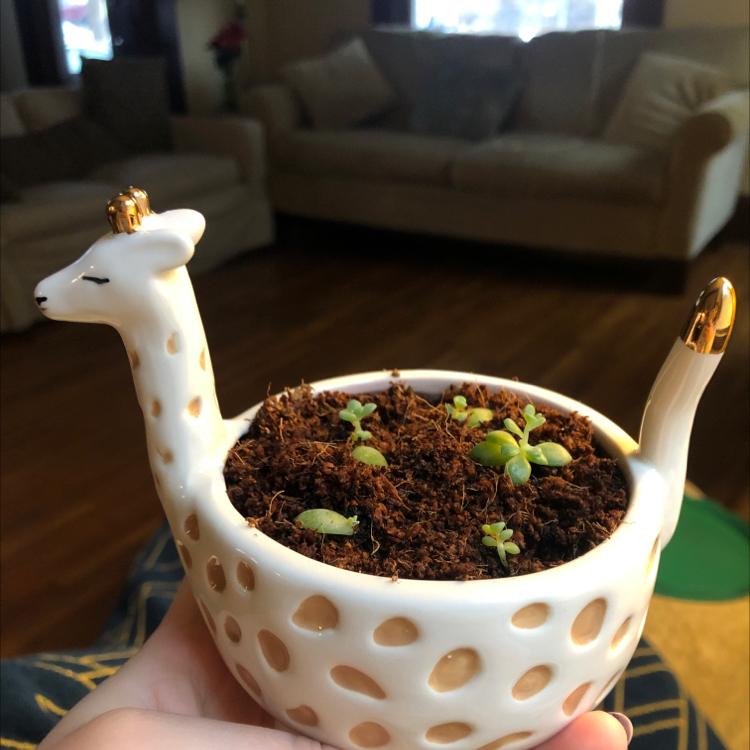 Echeveria Runyonii plant in a decorative giraffe-shaped pot, early growth stage.
