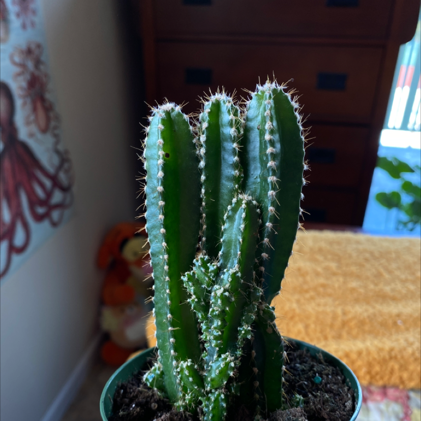 Fairy Castle Cactus with multiple upright stems in a pot, well-framed and in focus.