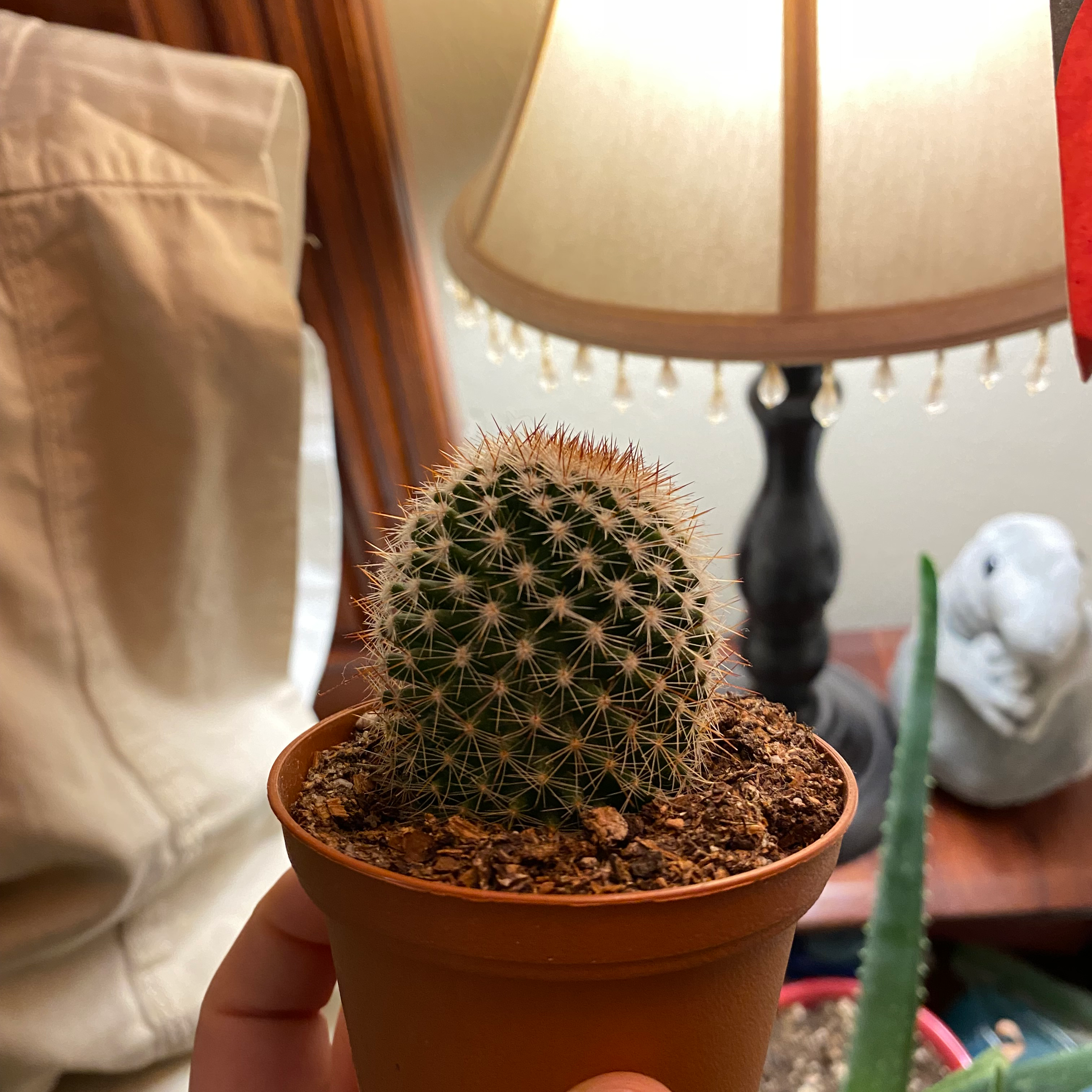 Spiny Pincushion Cactus in a small pot, held by a hand, with a lamp in the background.