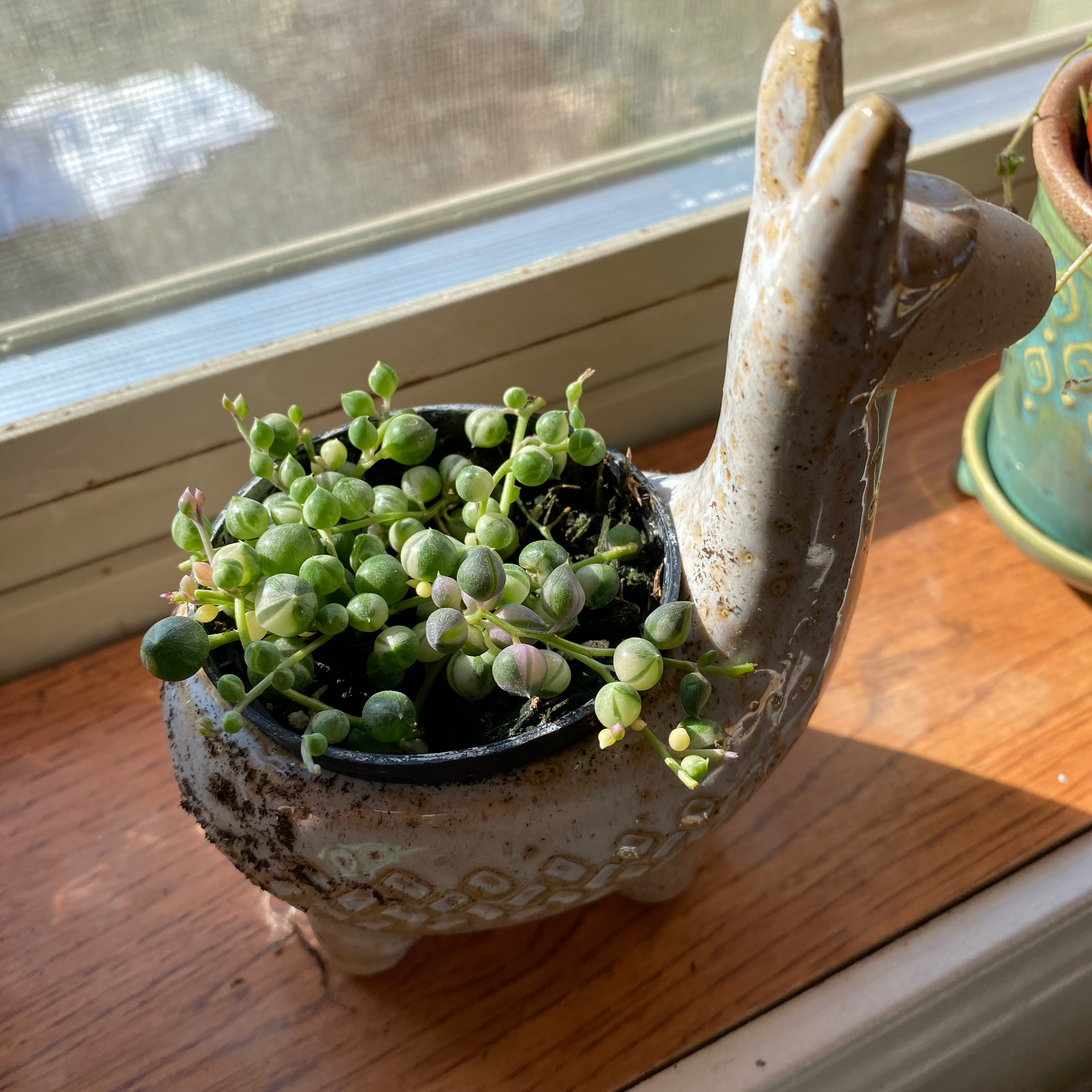 Variegated String of Pearls plant in a llama-shaped pot on a windowsill.