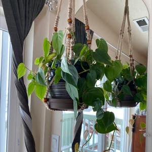 Philodendron Brazil plant photo by @pixelplants named Symone on Greg, the plant care app.