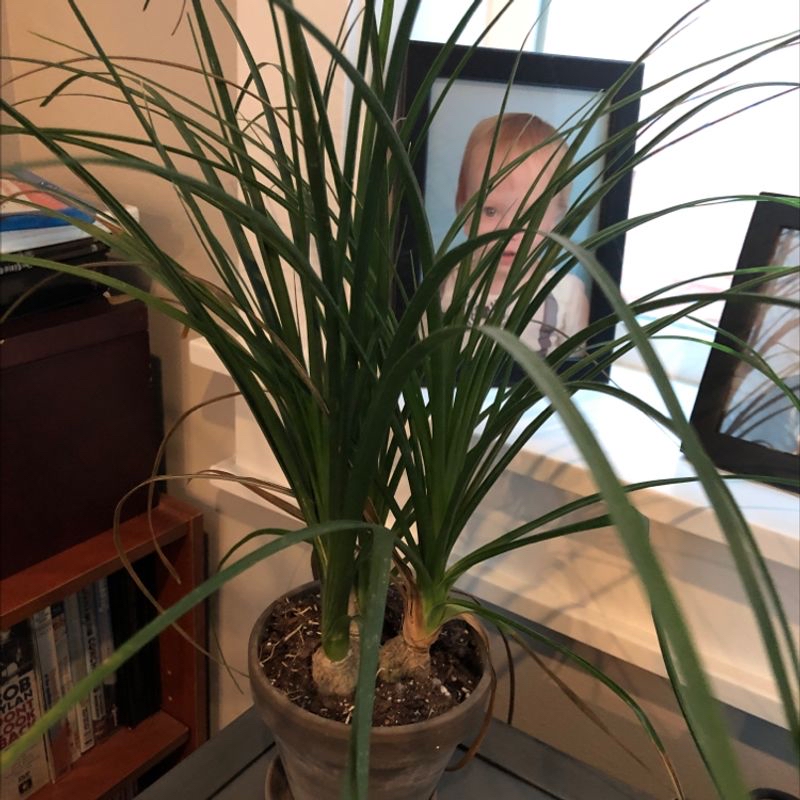 Healthy mature ponytail palm houseplant with long green leaves in a white ceramic pot, positioned in bright indirect light.