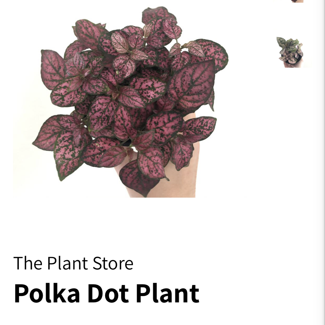 Polka Dot Plant plant photo by @plantellie named Betty on Greg, the plant care app.
