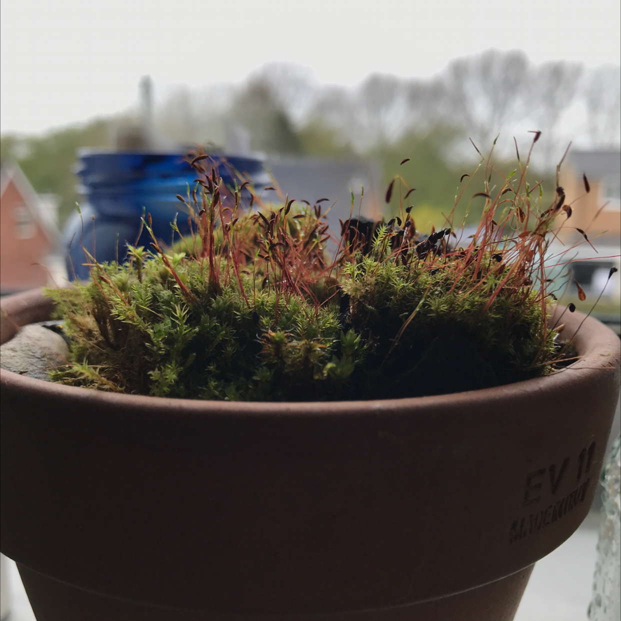Photo of the plant species Horn Calcareous Moss by @Frivalousfelix named Baby moss on Greg, the plant care app