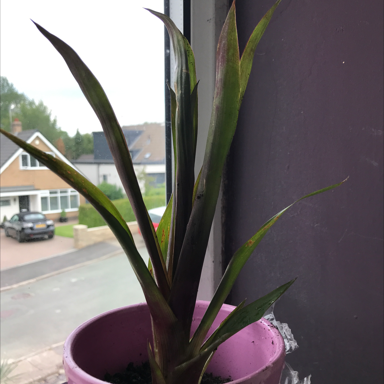 Photo of the plant species Blushing Bromeliad by @Frivalousfelix named Julian on Greg, the plant care app