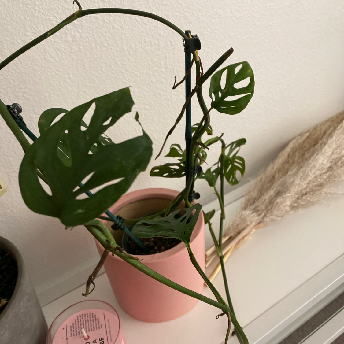 A window leaf plant in a pink pot, showing large green leaves with some slight yellowing. The plant is indoors near a wall.