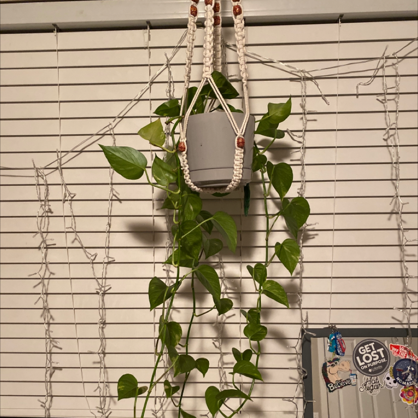 Taro Vine plant photo by Grace named sam on Greg, the plant care app.