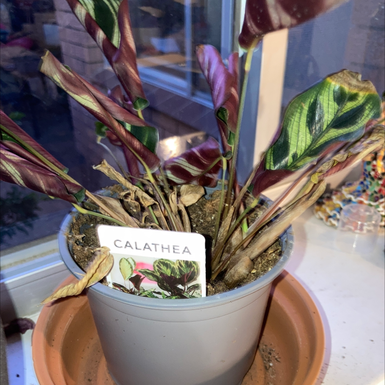 Rose Calathea plant photo by @rongobongo named Kevin on Greg, the plant care app.