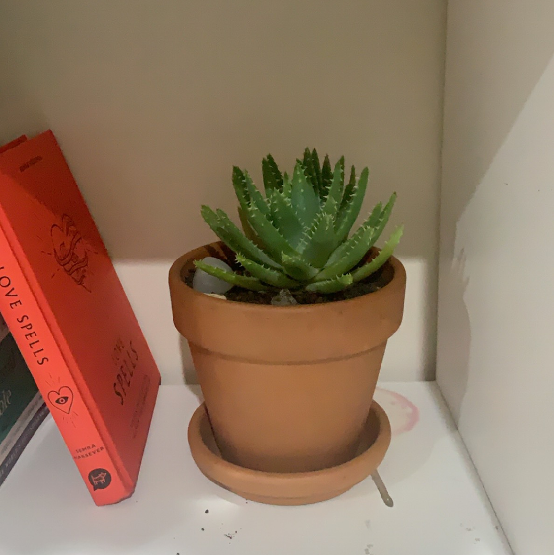Potted Short-Leaved Aloe plant on a shelf with a book nearby.
