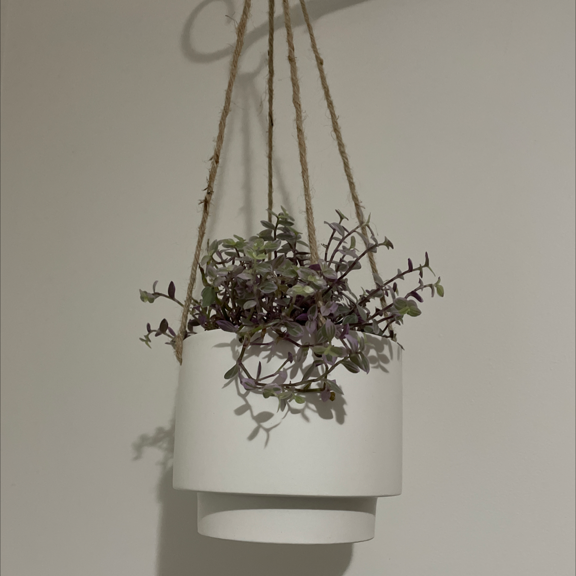 Hanging pot with a Callisia Pink Panther plant, healthy foliage, well-framed.