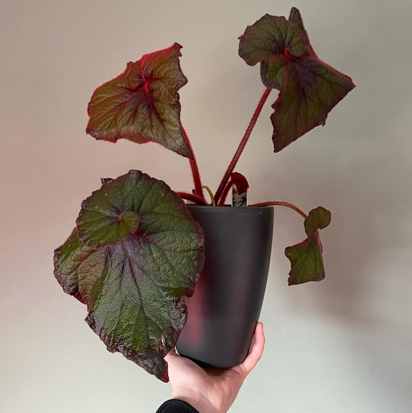 Rex Begonia plant photo by @Denarocca named Mando on Greg, the plant care app.