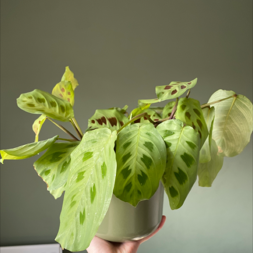 Green Prayer Plant plant photo by @Denarocca named Clarence on Greg, the plant care app.