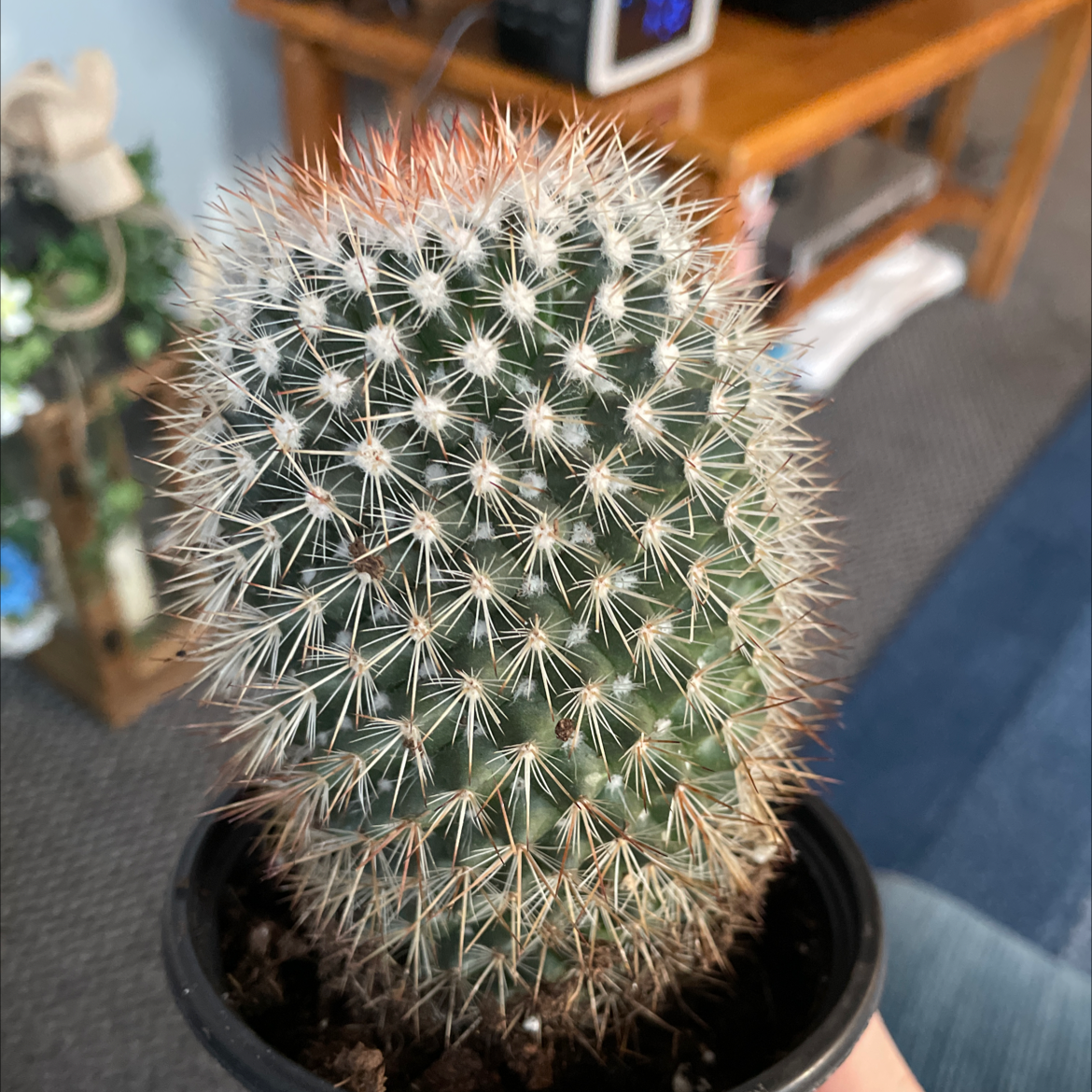Mammillaria Haageana cactus in a small pot, held by a hand.