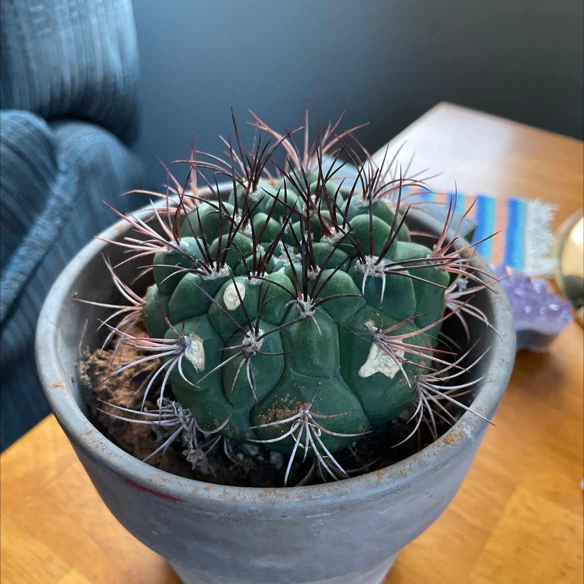 Devil's Pincushion cactus in a pot, healthy with prominent spines.