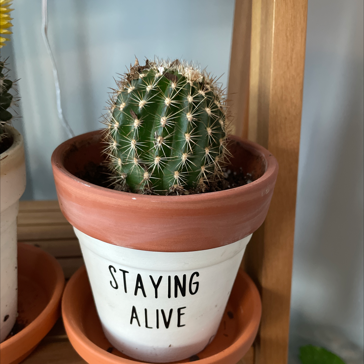 Spiny Pincushion Cactus in a terracotta pot with 'STAYING ALIVE' text.