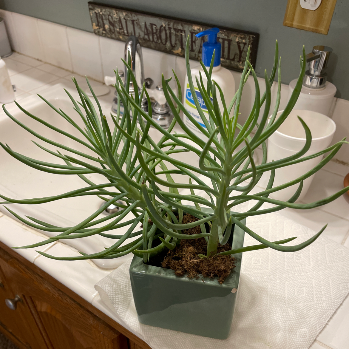 Narrow-Leaf Chalk Sticks plant in a square pot on a kitchen counter.