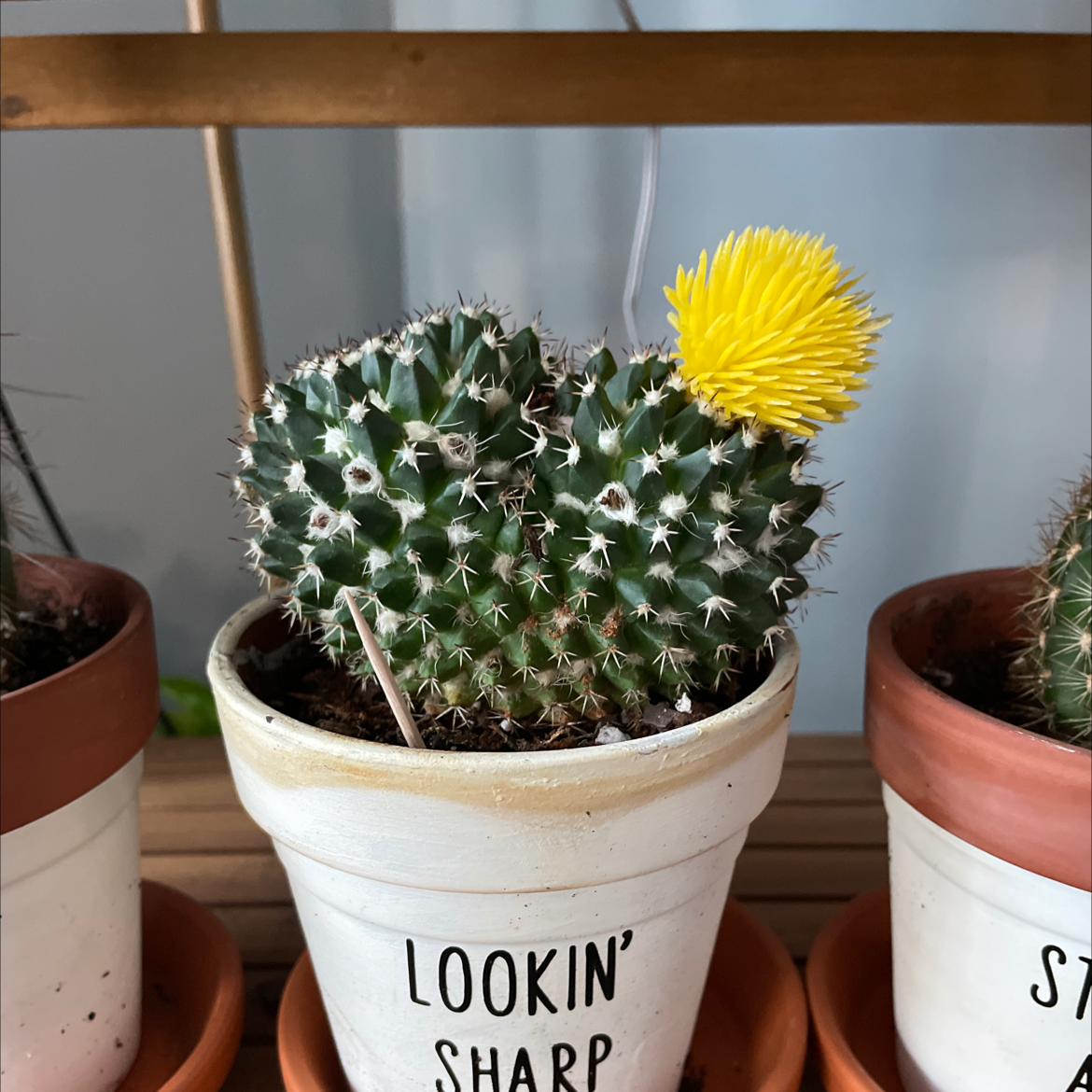 Mexican Pincushion cactus in a white pot with a yellow flower on top.