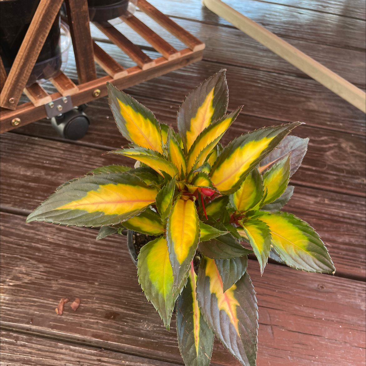 New Guinea Impatiens plant with yellowing leaves in a pot on a wooden surface.