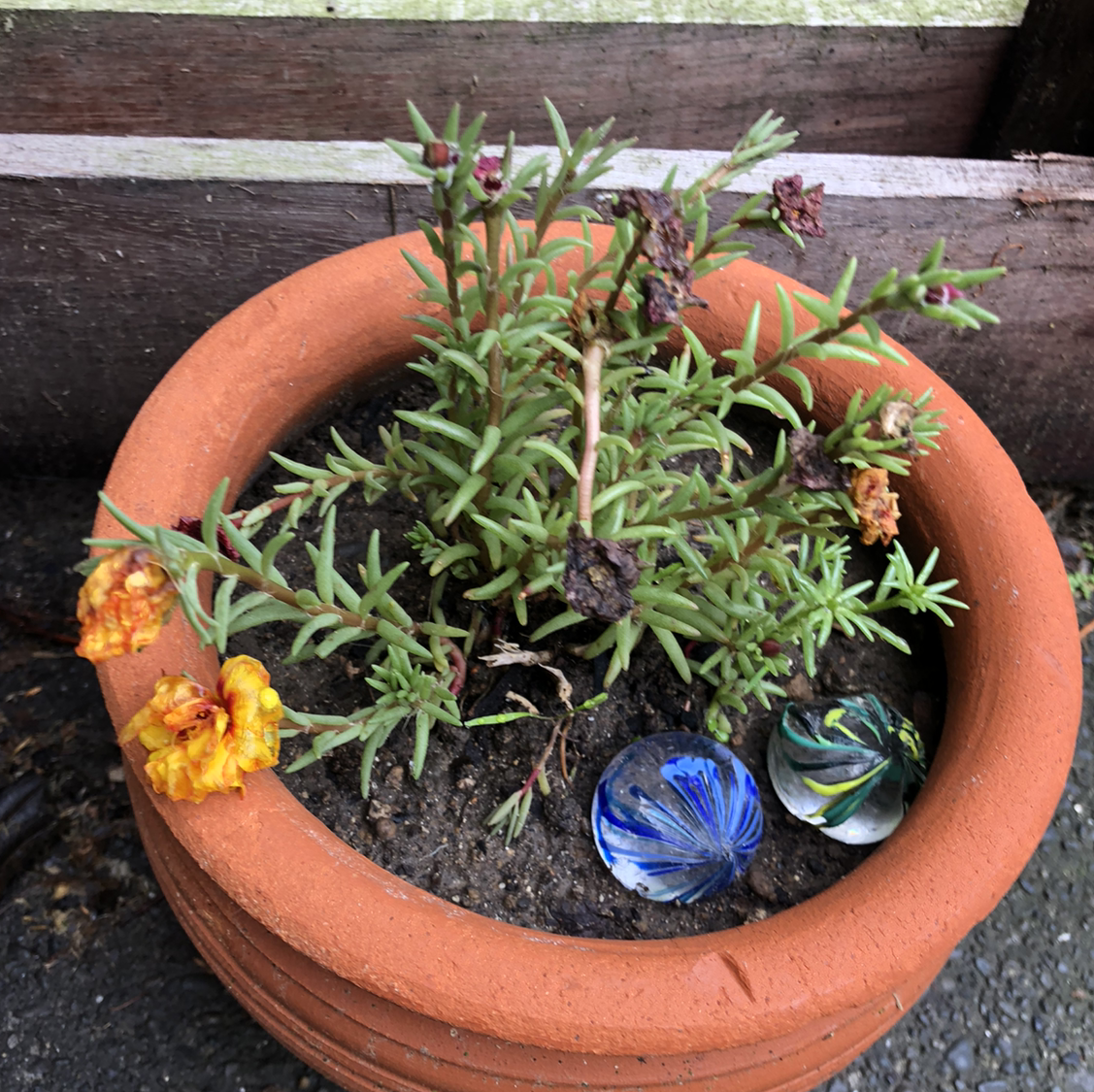 Healthy potted Moss Rose Purslane with dense green foliage and small yellow and blue flowers blooming, set in a terra cotta pot.