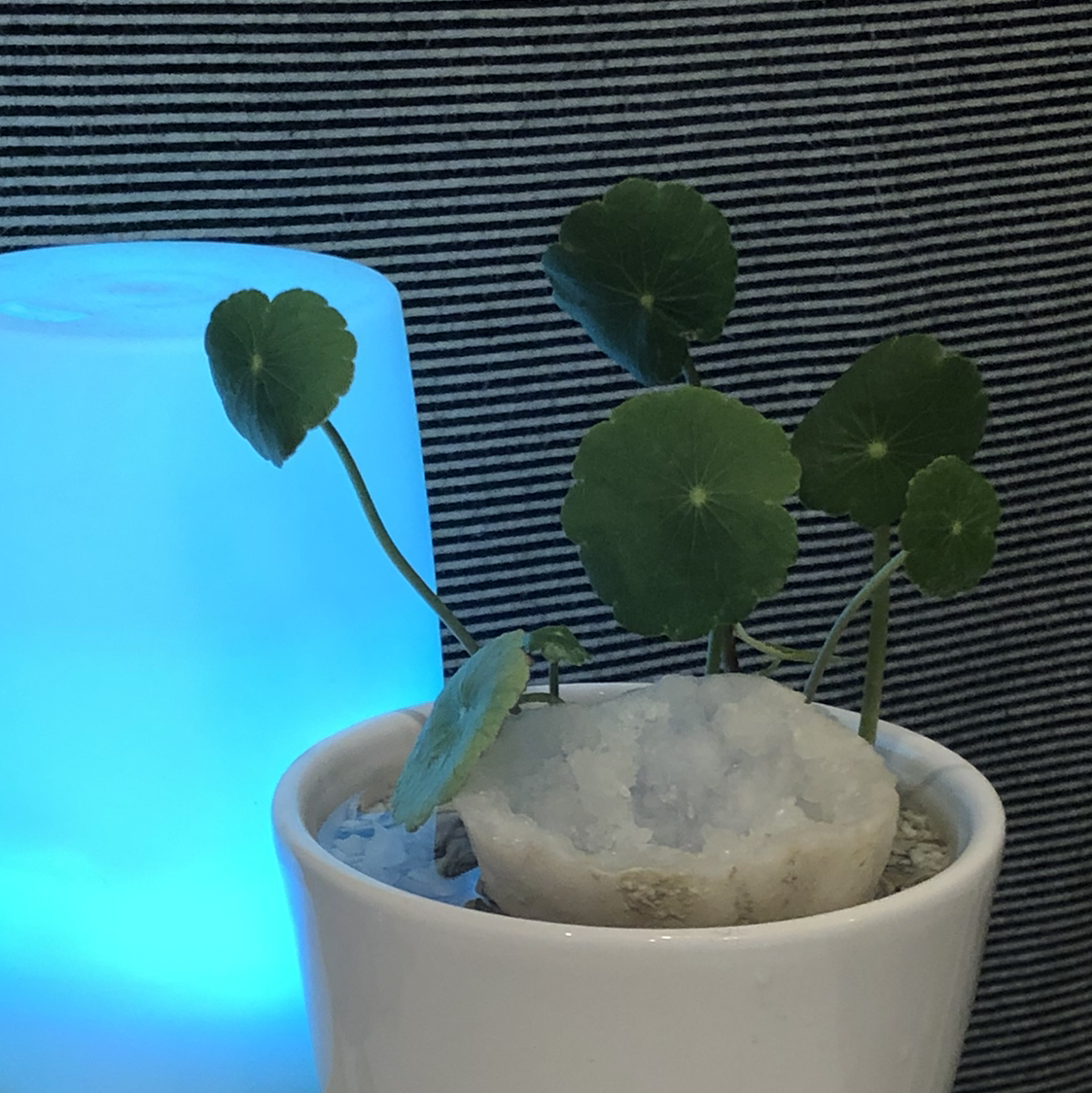 Manyflower Marshpennywort plant in a white pot with a blue light in the background.