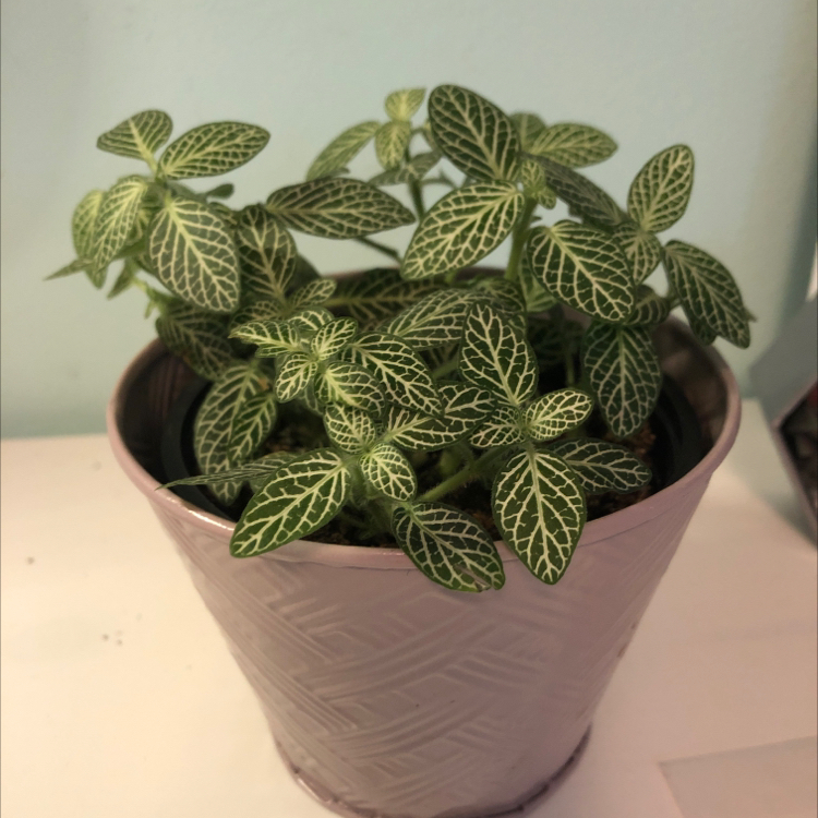 Nerve Plant plant photo by @jlh named never on Greg, the plant care app.