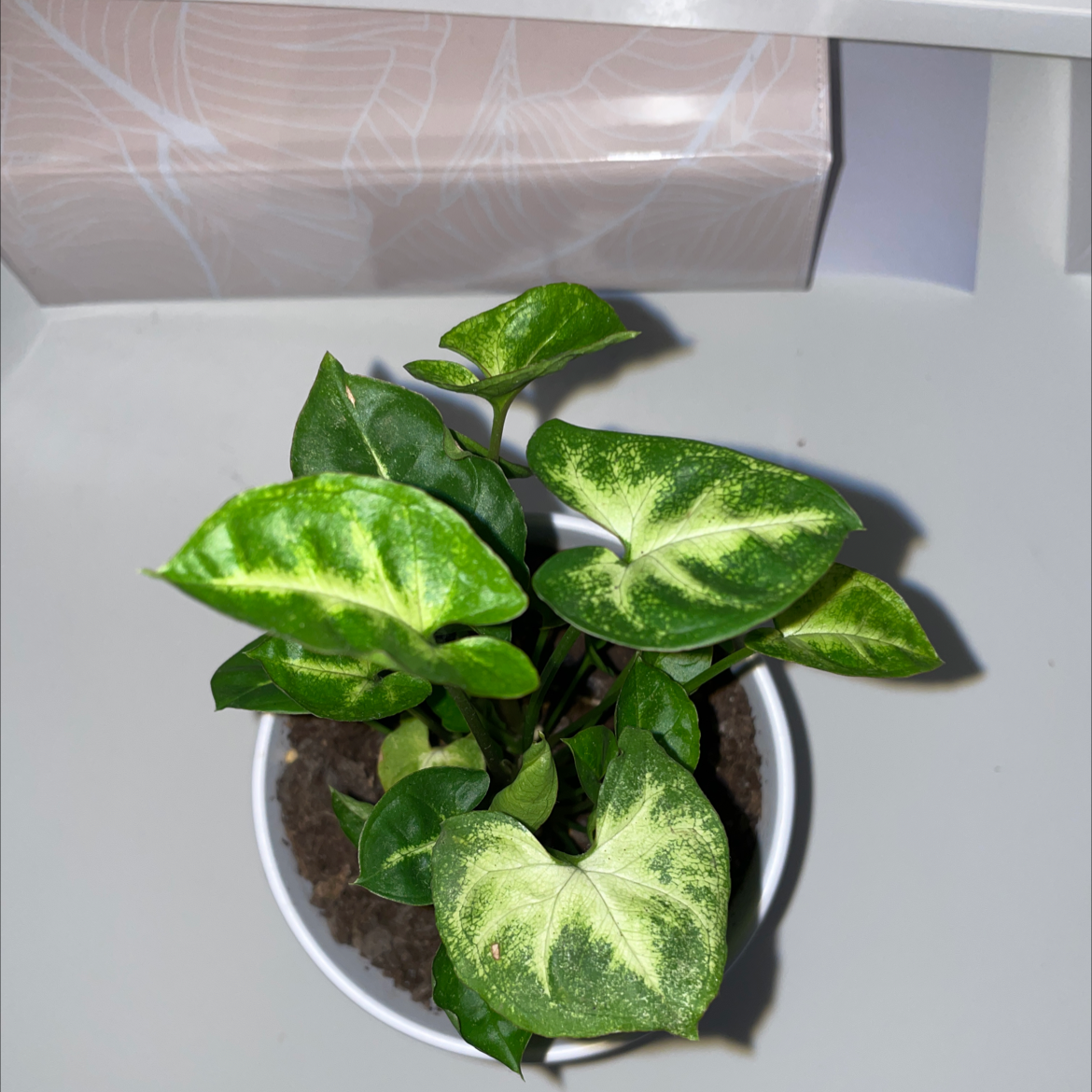 Syngonium Pixie plant in a white pot with visible soil and healthy green leaves.
