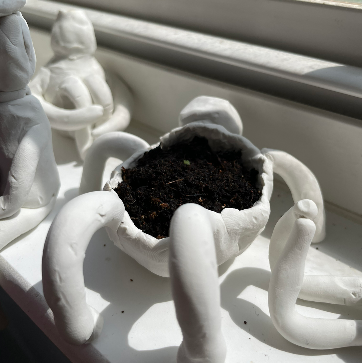 Oregano is Toxic to Cats 🐈